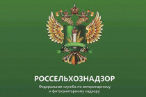 Приморское межрегиональное управление Россельхознадзора информирует, что в 2024 году на территории Приморского края выявлен карантинный объект – южноамериканская томатная моль