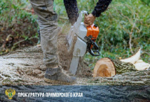 В Приморье «чёрный» лесоруб предстанет перед судом В Приморье «чёрный» лесоруб предстанет перед судом