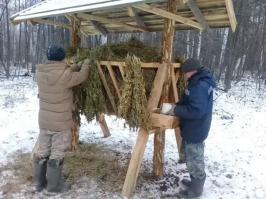 В Приморье заканчивается сезон подкормки диких животных