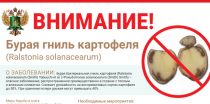 Бурая гниль картофеля